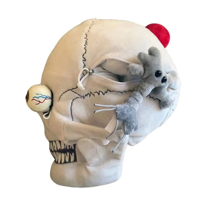 Skull with Hidden Organs