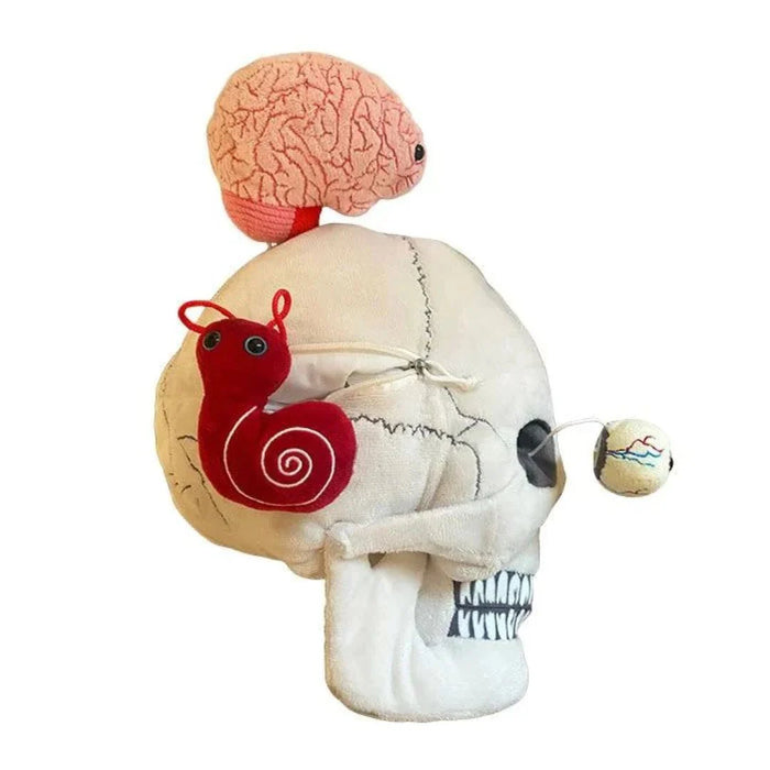 Skull with Hidden Organs