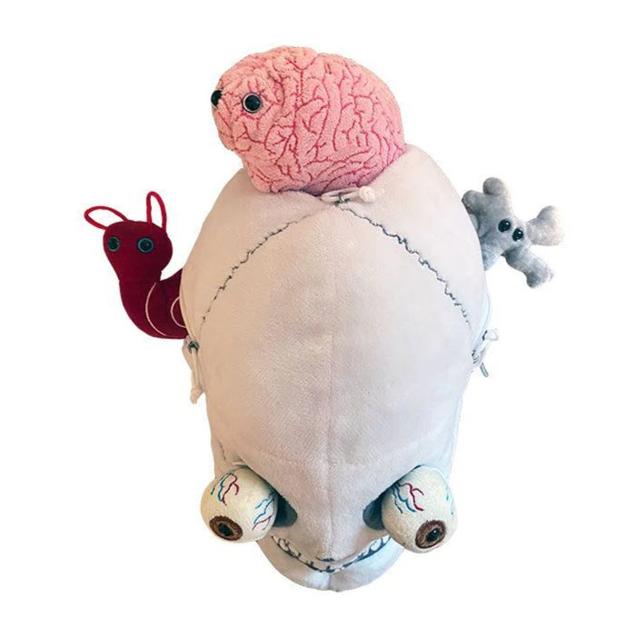 Skull with Hidden Organs