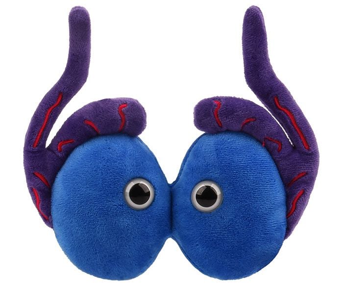 Testicles Organ