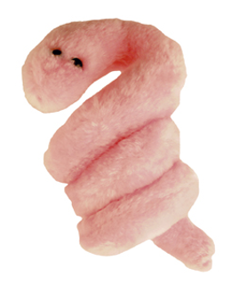 Pox - Syphilis | Treponema pallidum