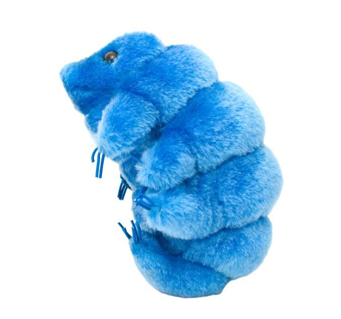 Tardigrade -Waterbear | Hypsibius dujardini