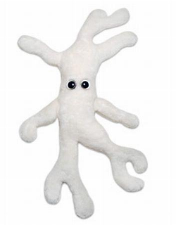 Bone Cell | Osteocyte