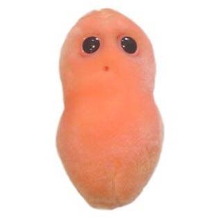Pimple | Propionibacterium acnes