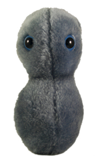 Clap - Gonorrhea | Neisseria gonorrhoeae