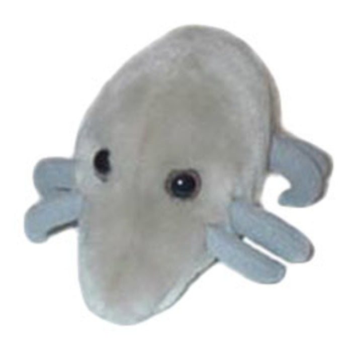 Dust Mite | Dermatophagoides pteronyssinus