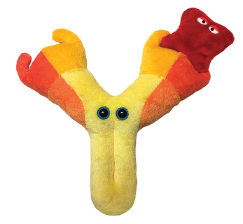 Antibody | Immunoglobulin