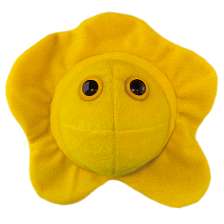 Herpes | Herpes Simplex Virus 2