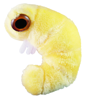 Bookworm | Anobium punctatum