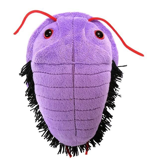Trilobite | Asaphiscus wheeleri
