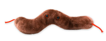 Diarrhea | Campylobacter jejuni