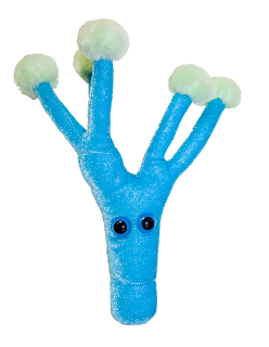 Penicillin | Penicillium chrysogenum