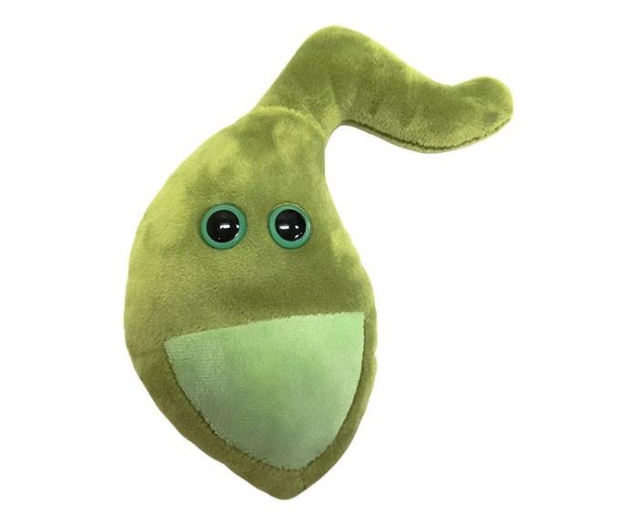 Gallbladder Organ