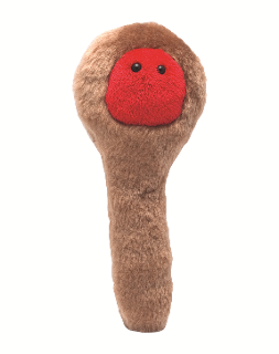 Tetanus | Clostridium tetani