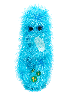 Paramecium | Paramecium caudatum