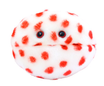 Measles | Morbillivirus