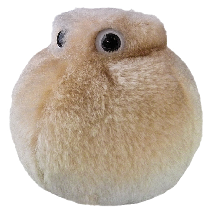 Fat Cell | Adipocyte