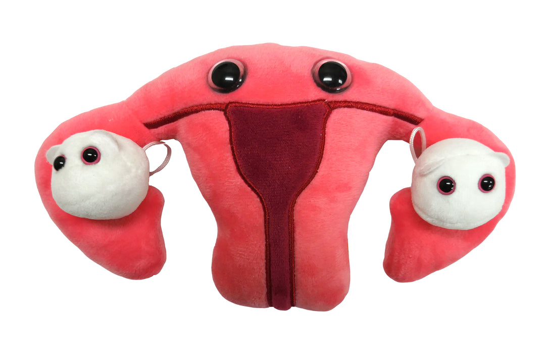 Uterus Organ
