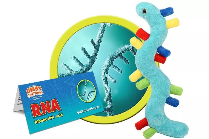 RNA (Ribonucleic Acid)