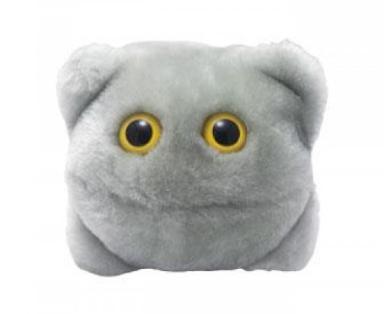 Norovirus