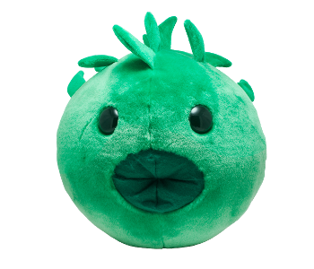 Chlamydia Gigantic 40-60cm