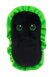 Gangrene | Clostridium perfringens