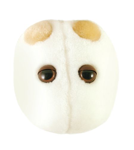Beer & Bread | Saccharomyces cerevisiae