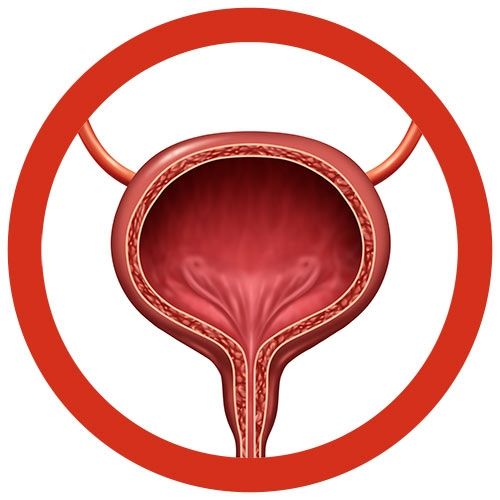 Bladder Organ
