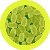 Cough | Bordetella pertussis