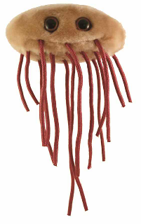 E. coli | Escherichia coli