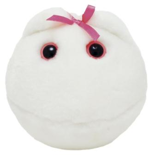 Egg Cell | Human ovum
