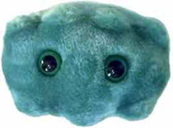 Bad Breath | Porphyromonas gingivalis