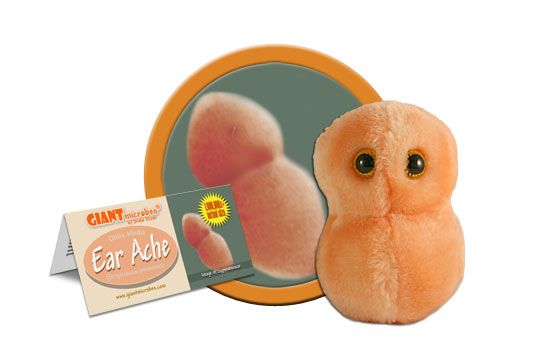 Ear Ache | Streptococcus pneumoniae