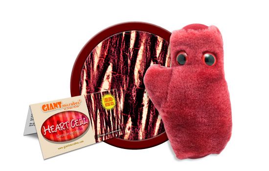 Heart Cell | Cardiomyocyte