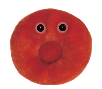 Red Blood Cell | Erythrocyte