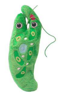 Euglena | Euglena gracilis