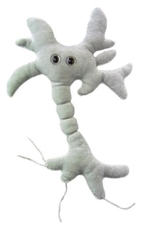 Brain Cell | Neuron