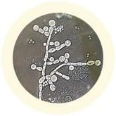 Candida | Candida albicans