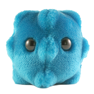 Common Cold | Rhinovirus