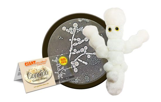 Candida | Candida albicans