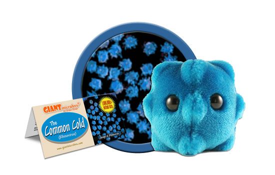 Common Cold | Rhinovirus