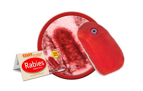Rabies | Rabies Virus