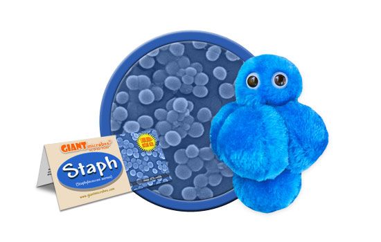 Staph | Staphylococcus aureus