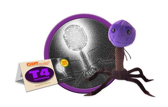 Escherichia virus | T4-Bacteriophage