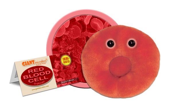 Red Blood Cell | Erythrocyte