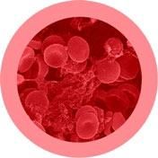 Red Blood Cell | Erythrocyte