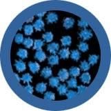 Common Cold | Rhinovirus