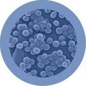 Staph | Staphylococcus aureus