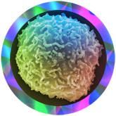 Stem Cell | Hematopoietic stem cell