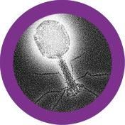 Escherichia virus | T4-Bacteriophage